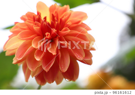 雨上がりのダリア(品種:憐) 雨上がりのダリア(品種:憐) 96161612