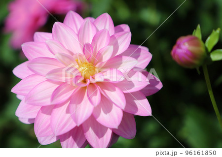 淡いピンクのダリア（品種：小春）の写真素材 [96161850] - PIXTA
