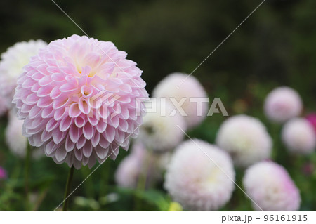 『薄紫色のダリア』 薄紫のダリア