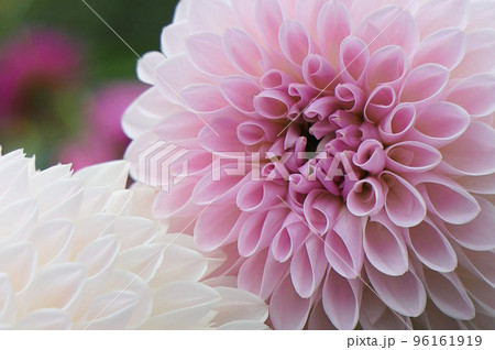 『薄紫色のダリア』 薄紫のダリア