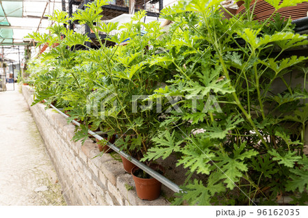 Citronella grass is a species of perennial aromatic plant. Citronella essential oil is widely used for natural insect repellant 96162035