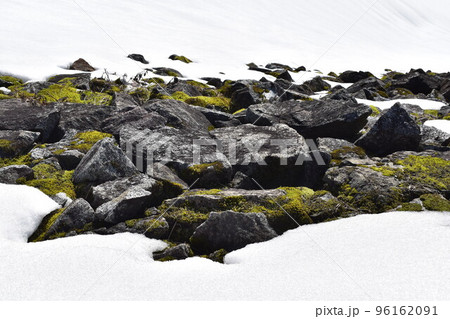 冬の日の水窪ダムで雪に中で一部溶けて見えていた苔の生えた石の群れ 96162091