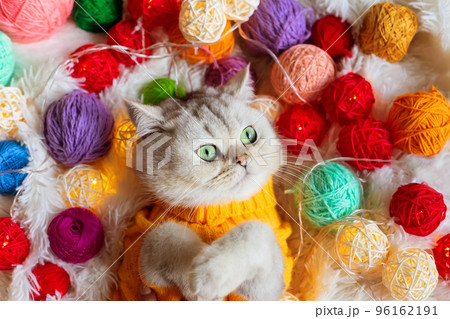 A white cat lies in a yellow knitted sweater, on a fluffy blanket with colorful balls of yarn. 96162191