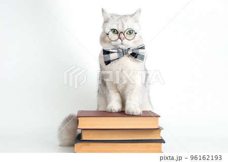 Cute serious white cat in a bow tie and glasses, standing on a stack of old books 96162193