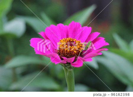 Pink Zinnia Flower With Green Bush Cricket on Petals 96162398