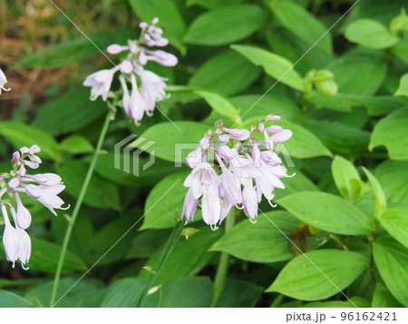 薄紫のギボウシ花 96162421