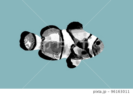 Engraving clownfish. Graphic illustration of a marine fish. Reef fish 96163011
