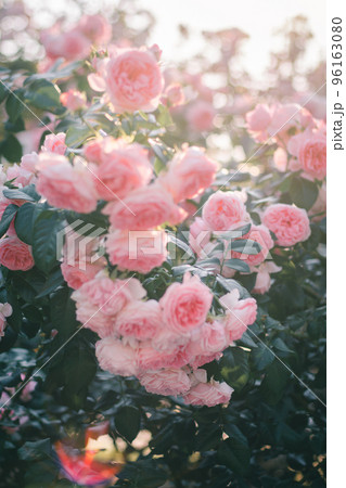バラ　薔薇　中之島公園のバラ　バラ園　中之島バラ園　ピンクのバラ 96163080
