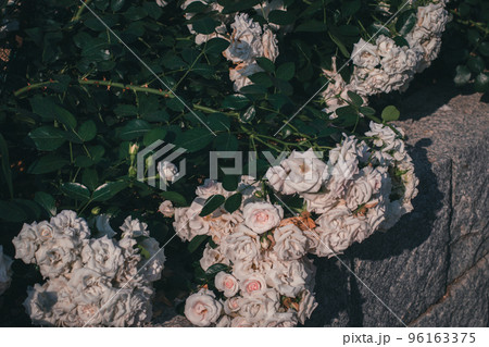 バラ　薔薇　中之島公園のバラ　中之島バラ園　大阪　ピンクのバラ 96163375