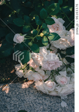 バラ　薔薇　中之島公園のバラ　中之島バラ園　大阪　ピンクのバラ 96163376