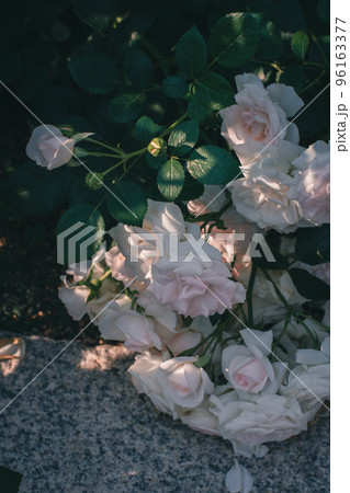 バラ　薔薇　中之島公園のバラ　中之島バラ園　大阪　ピンクのバラ 96163377