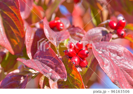 ハナミズキの紅葉と赤い実 ハナミズキの紅葉と赤い実 96163506