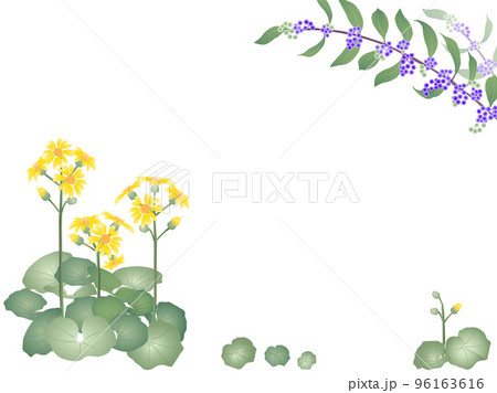 紫式部と石蕗 96163616