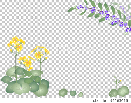 紫式部と石蕗 96163616