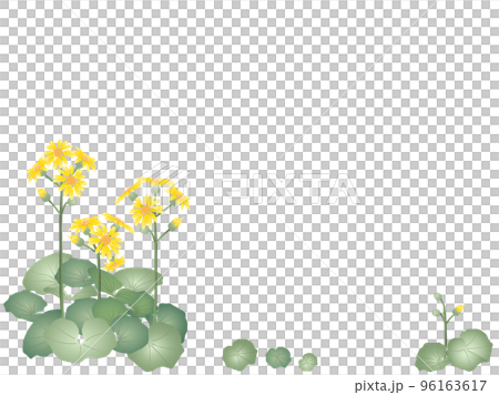 石蜂斗菜，側面 96163617