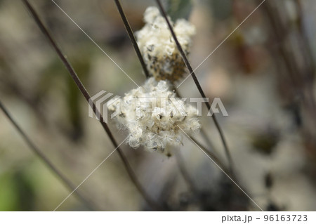 Tall anemone Tall anemone 96163723