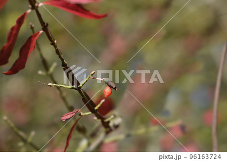 Burning Bush Burning Bush 96163724