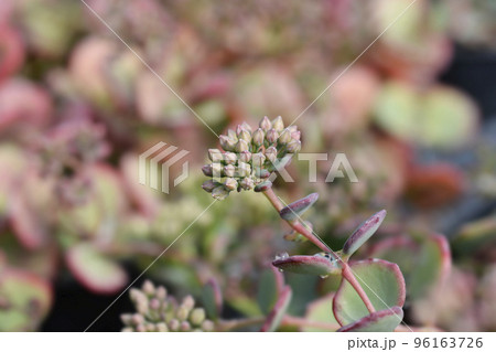 October stonecrop October stonecrop 96163726