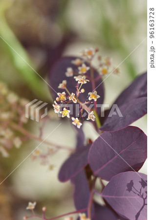 Smoke tree Royal Purple Smoke tree Royal Purple 96163728