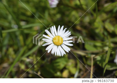 Common daisy 96163730
