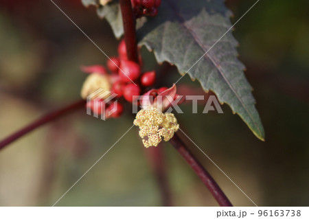 Castor oil plant Carmencita 96163738
