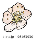 Pink apple blossom. Contour pattern 96163930