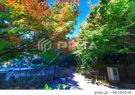 東京　千代田区紀尾井町にある清水谷公園の紅葉 96164046