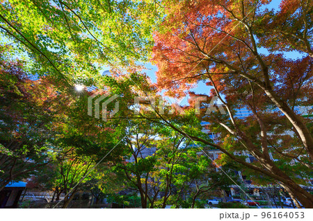 東京　千代田区紀尾井町にある清水谷公園の紅葉 96164053