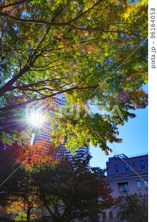 東京　千代田区紀尾井町にある清水谷公園の紅葉 96164058