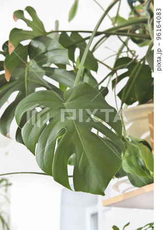 beautiful leaves of large monstera plant, swiss cheese plant in a pot in house. green home decor. urban jungle. split-leaf philodendron, Monstera deliciosa 96164083