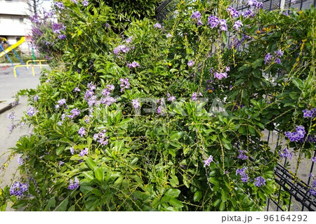 デュランタ タイワンレンギョウ ハリマツリクマツヅラ科デュランタ属 半耐寒性常緑低木 令和4年11月 デュランタ タイワンレンギョウ ハリマツリクマツヅラ科デュランタ属 半耐寒性常緑低木 令和4年11月 96164292