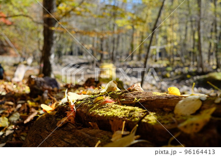 秋の山のブナ林 96164413