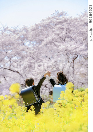 桜と菜の花の咲く公園でランドセルを背負った一年生の後ろ姿 96164625