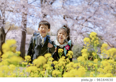 桜と菜の花の咲く公園でランドセルを背負った一年生 96164630