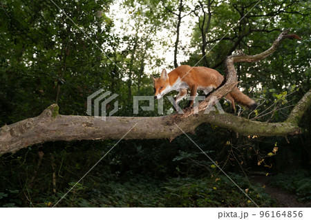 Close up of a Red fox walking on a tree branch in a forest Close up of a Red fox walking on a tree branch in a forest 96164856