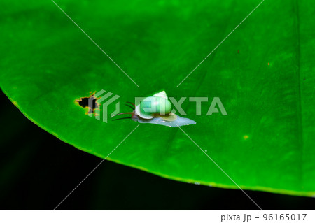 アオミオカタニシ 96165017