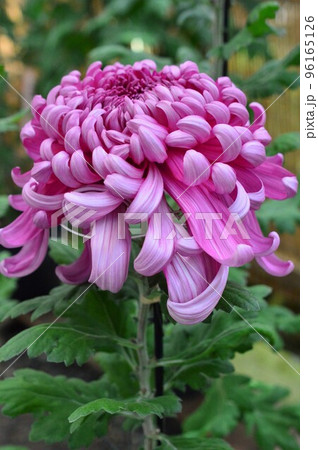 菊花展の大菊(古典菊)紫色 菊花展の大菊(古典菊)紫色 96165126
