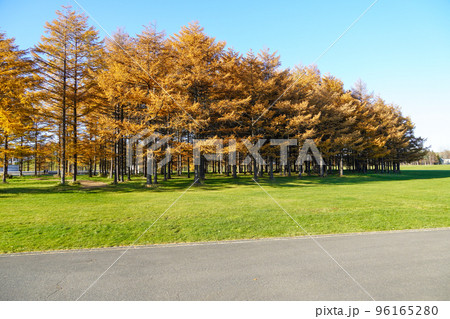 紅葉したカラマツ・モエレ沼公園 紅葉したカラマツ・モエレ沼公園 96165280