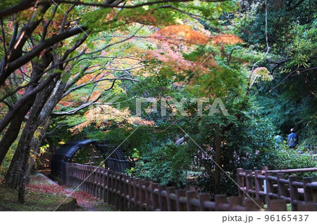 市川市動植物園の紅葉 96165437