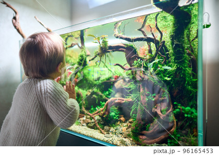 A small cute baby touches the glass of the beautiful freshwater aquascape with live aquarium plants, Frodo stones, redmoor roots covered by java moss. A small cute baby touches the glass of the beautiful freshwater aquascape with live aquarium plants, Frodo stones, redmoor roots covered by java moss. 96165453
