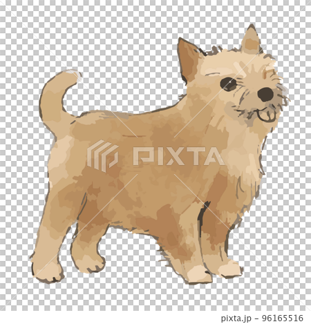 ヨークシャテリア犬の手描き風イラスト 96165516