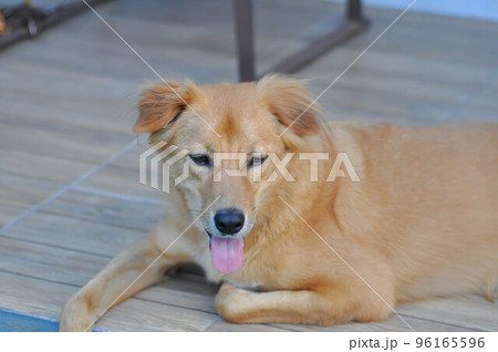 dog, brown dog in the garden 96165596