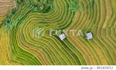 Rice fields on terraced prepare the harvest at Northwest Vietnam. Rice fields on terraced prepare the harvest at Northwest Vietnam. 96165652