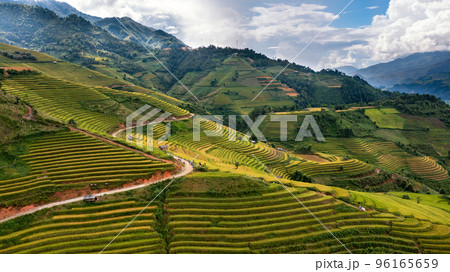 Rice fields on terraced prepare the harvest at Northwest Vietnam. 96165659