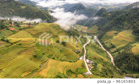 Rice fields on terraced prepare the harvest at Northwest Vietnam. 96165803