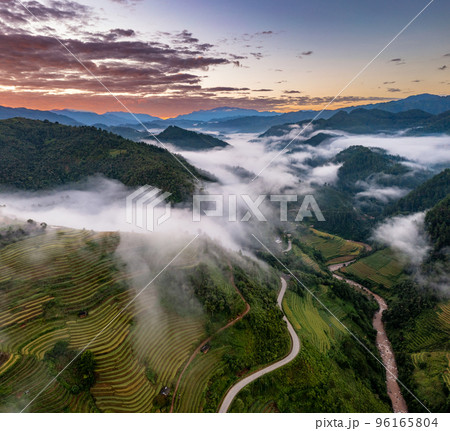 Rice fields on terraced prepare the harvest at Northwest Vietnam. 96165804