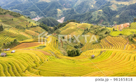 Rice fields on terraced prepare the harvest at Northwest Vietnam. 96165818
