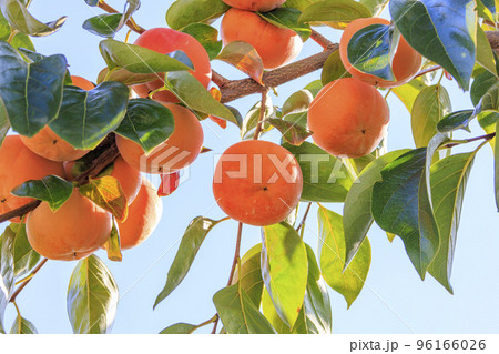 柿狩り 柿狩り 96166026