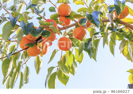 柿狩り 柿狩り 96166027