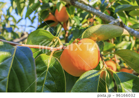 柿狩り 柿狩り 96166032